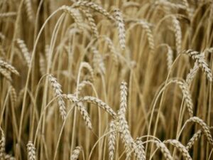 Wheat Seed Germination