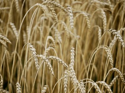 Wheat Seed Germination