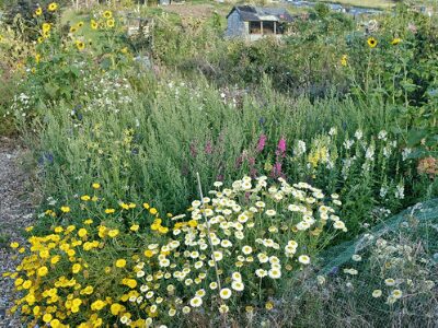 Flower Bed