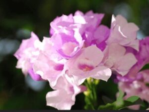 Medicinal Plants