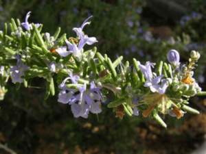 Medicinal Plants