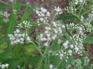 Medicinal Plants