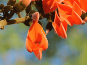 Medicinal Plants