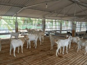 goat farming