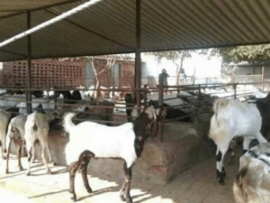 goat farming