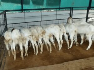 goat farming