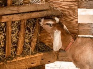 goat farming