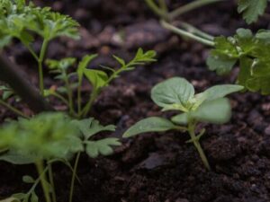 Soil pH
