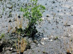 Soil pH