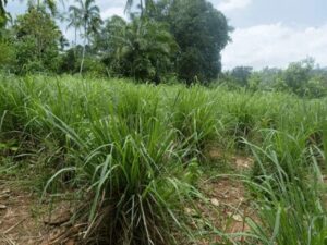 Medicinal Plants