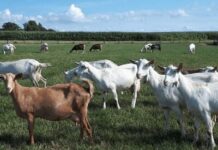 élevage de chèvres