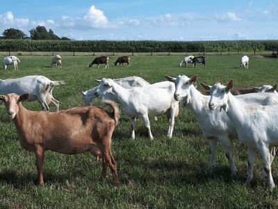 goat farming