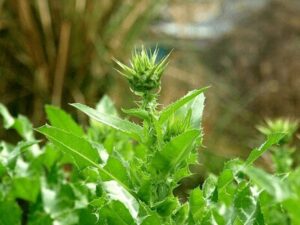medicinal plants