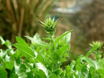 medicinal plants