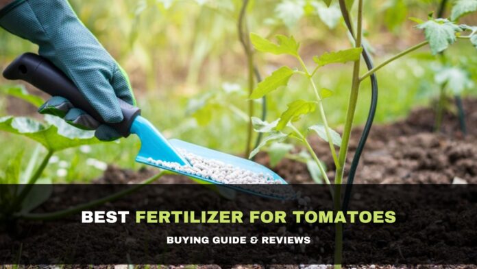 Best Fertilizer For Tomatoes 