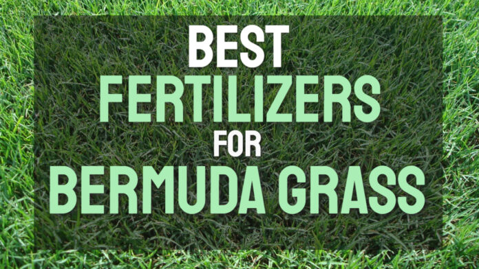 Fertilize Bermuda Grass