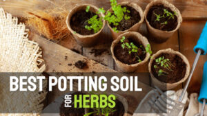 Best Potting Soil for Herbs