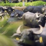 Buffalo Dairy Farm in India