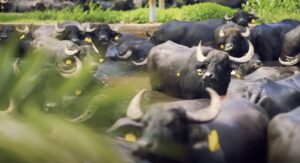 Buffalo Dairy Farm in India