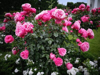 Fertilizer for Roses