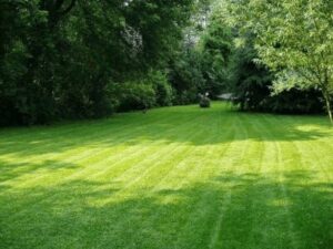 Lawn Fertilize