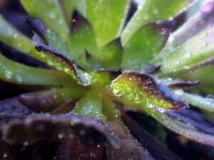 Succulent Plants