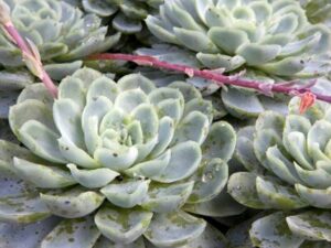 Succulent Plants