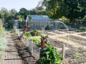 Urban Farming