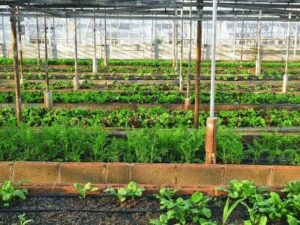 Urban Farming