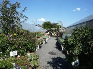 Urban Farming