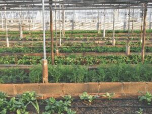 Urban Farming