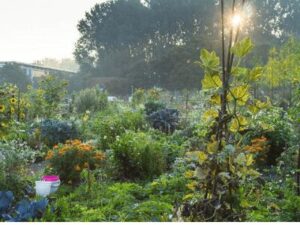 Urban Farming
