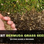 Best Bermuda Grass Seeds