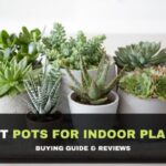 Best Pots for Indoor Plants