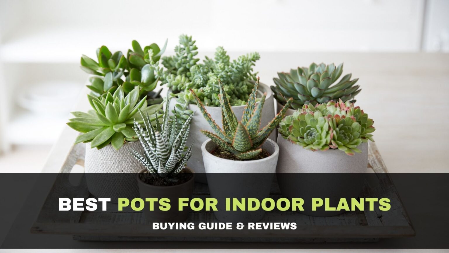 15 Best Pots for Indoor Plants in 2021 Buying Guide & Reviews