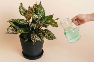 best fertilizer for indoor plants