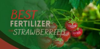El mejor fertilizante para plantas de fresa: guía completa