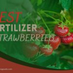 Best Fertilizer for Strawberry Plants – Complete Guide
