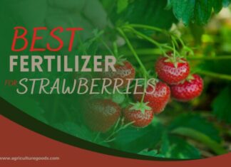 Best Fertilizer for Strawberry Plants – Complete Guide