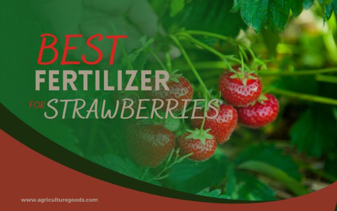 Best Fertilizer for Strawberry Plants – Complete Guide