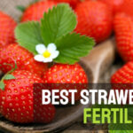 Best strawberry fertilizers