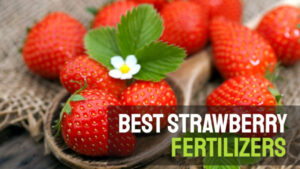 Best strawberry fertilizers