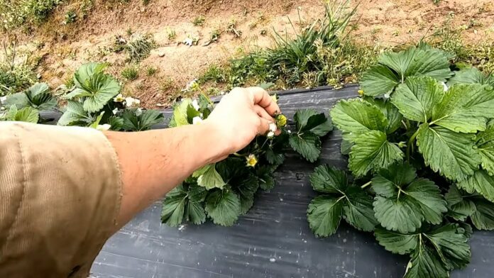 How to Fertilize Strawberries
