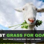 Best Grass For Goats