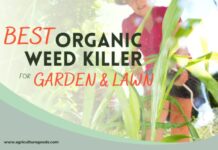 Best Organic Weed Killer for Garden & Lawn