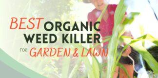 El mejor herbicida orgánico para jardín y césped