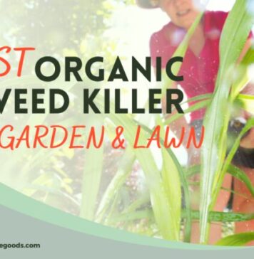 Best Organic Weed Killer for Garden & Lawn