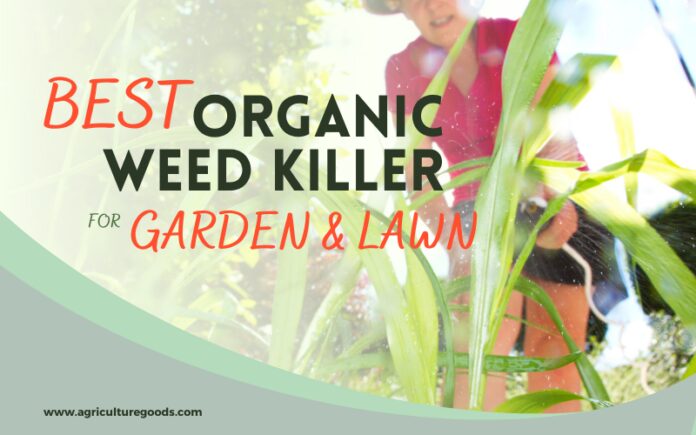 Best Organic Weed Killer for Garden & Lawn