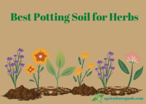 Best Potting Soil for Herbs