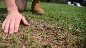 Liquid Lawn Fertilisers